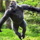 고릴라 이미지