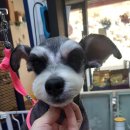 이누펫살롱 이미지