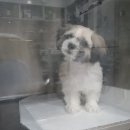 밀리언동물병원 이미지