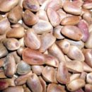 잣나무집 이미지