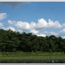 소나무 풍경 이미지