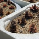 동매은빛 이미지