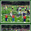 운악산 봉선사 연꽃축제.2024.7.7.(4) 이미지