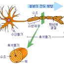 뉴런 이미지