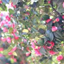 장무공원 화장실 이미지