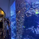 제주구도 | &#39;아쿠아플라넷 제주&#39; 아쿠아리움 입장권,볼거리 후기 (제주가볼만한곳)