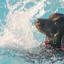 온니애견미용 이미지