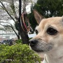 미견미묘 이미지