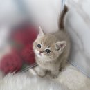 광산구-045 | 세종브리티쉬숏헤어분양 크림브리티시숏헤어