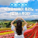 삿포로 비에이 후라노 팜도미타 6월 후기 | 라벤더 개화 상태 솔직 총정리