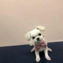 THE반하개 이미지