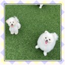 현대종합펫(현대동물병원) 이미지