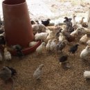 순풍농장 이미지