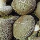 김윤영 농장 이미지