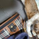 그루밍 블라썸 이미지