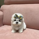 럽댕 강아지분양 이미지