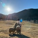 홍천메기매운탕 이미지