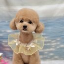 댕화살롱 이미지