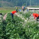 솔티농장 이미지