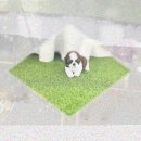 강아지는 내 운명 | 송파강아지무료분양 운명처럼 만난 늑대 같은 아이! 허스키입양 후기