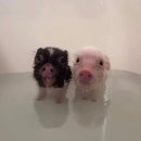 꾸이꾸이 이미지