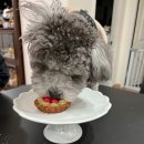 댕댕이 베이커리 이미지