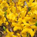 두루치기정식 이미지