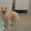 할리우드펫 이미지