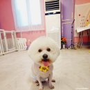 땡큐멍냥 이미지