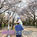 인천대공원(정문) | 인천대공원 벚꽃 상태 실시간 후기｜아이랑 가기 좋은 벚꽃 명소