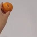 귤조아라