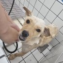 미니스톱 부산수영점 | 부산 수영구애견미용 강아지 미용실 쁘띠몽펫샵