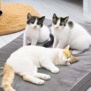 한국반려동물인증원