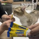 🐱 고양이 간식 추천, 음수량까지 챙겨주는 짜먹는 고양이 츄르 ‘삼색츄’ 솔직 후기 💛