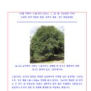 [식물 이야기-느릅나무]-[2023. 3. 20. 월.]-[조선일보 기사] 이미지