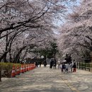 제일석유 | [후기] SK인천석유화학 벚꽃 축제, 작년 행사 알바생이 알려주는 명당과 주의사항