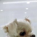 ABC동물병원 이미지