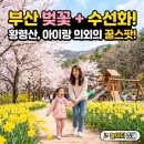 황령산유원지 생태숲 | 부산 벚꽃 구경 아이랑 - 황령산유원지생태숲, 놀이터