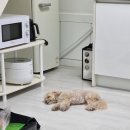 까망베르2호점 이미지