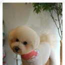 비숑 이미지