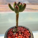 리스타트 안경 이미지