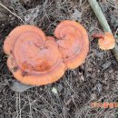 자연의쉼터 이미지