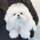 봉산동 강아지 이미지