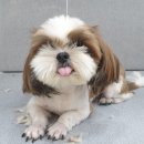 은마로동물병원 이미지