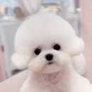 도로시켄넬 미니비숑 분양후기 이몸무게 사이즈 성장했어요.