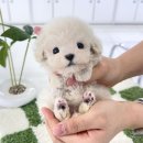 인천고양이분양 테디럽 | 인천강아지무료분양 테디럽 애견분양샵 후기