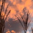 새벽노을2 이미지