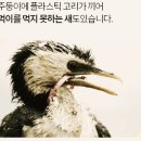 [남극지킴이] 생수병 등 페트병 플라스틱 링 분리배출하는 법 이미지