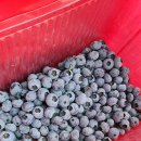 후계자 농장 이미지