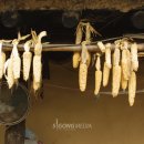 숲실마을 Daum카페